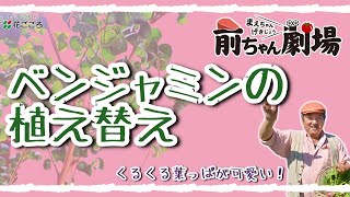 【おしゃれ】ベンジャミン植え替え【素敵に！】