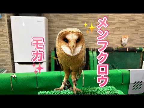 メンフクロウ(モカ)が入荷致しました✨(熱帯倶楽部東川口本店)
