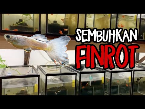 Video: Cara Merawat Ikan Guppy Akuarium Untuk Busuk Sirip