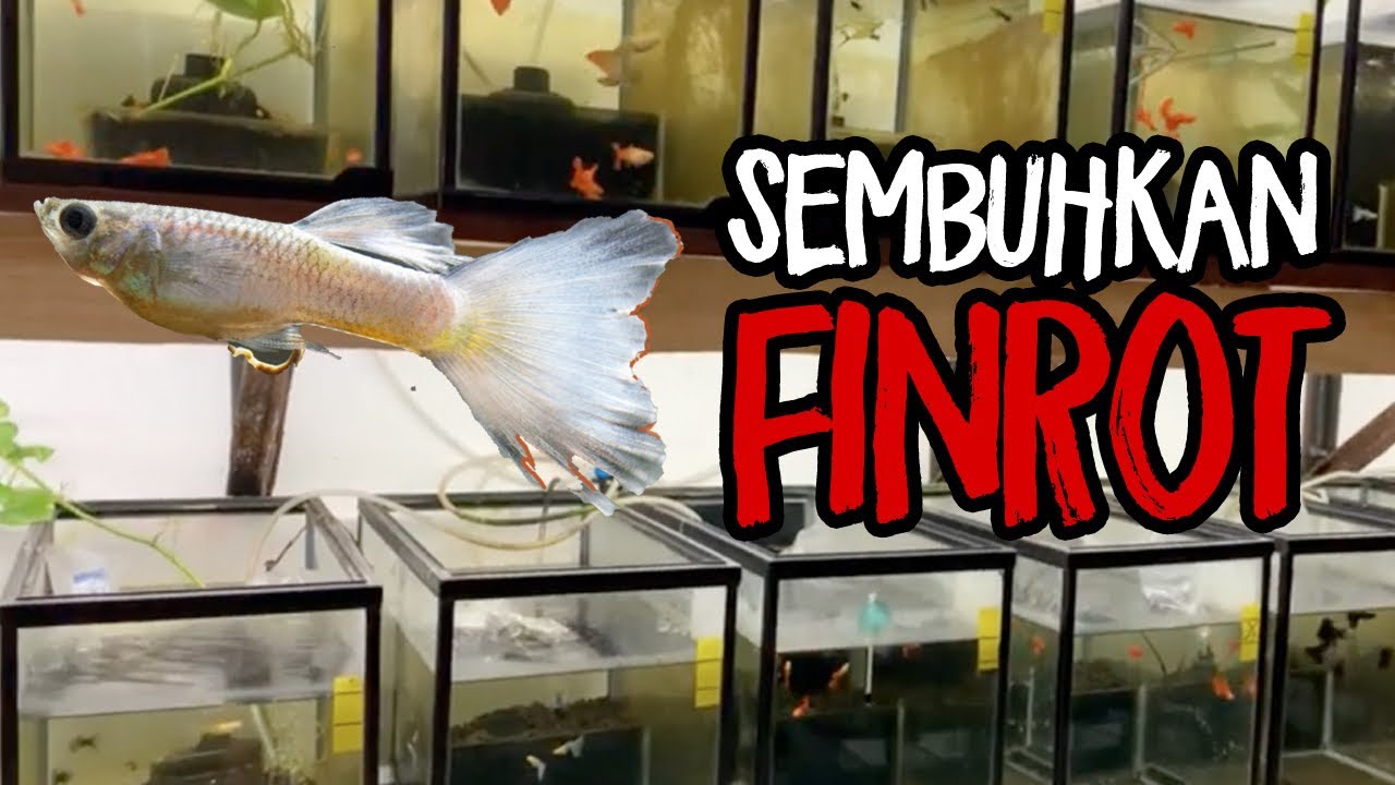 Obat finrot ikan guppy