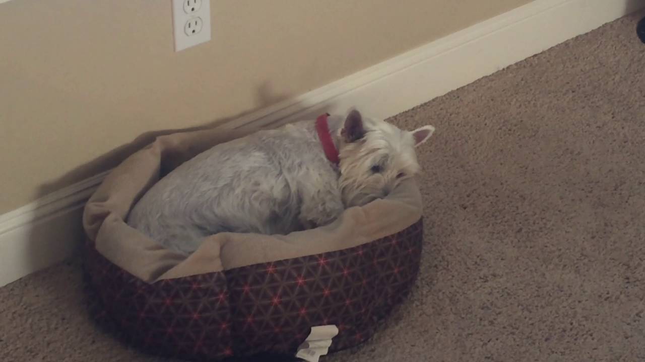 westie ear infection