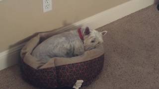 West Highland Terrier Has an Ear Infection