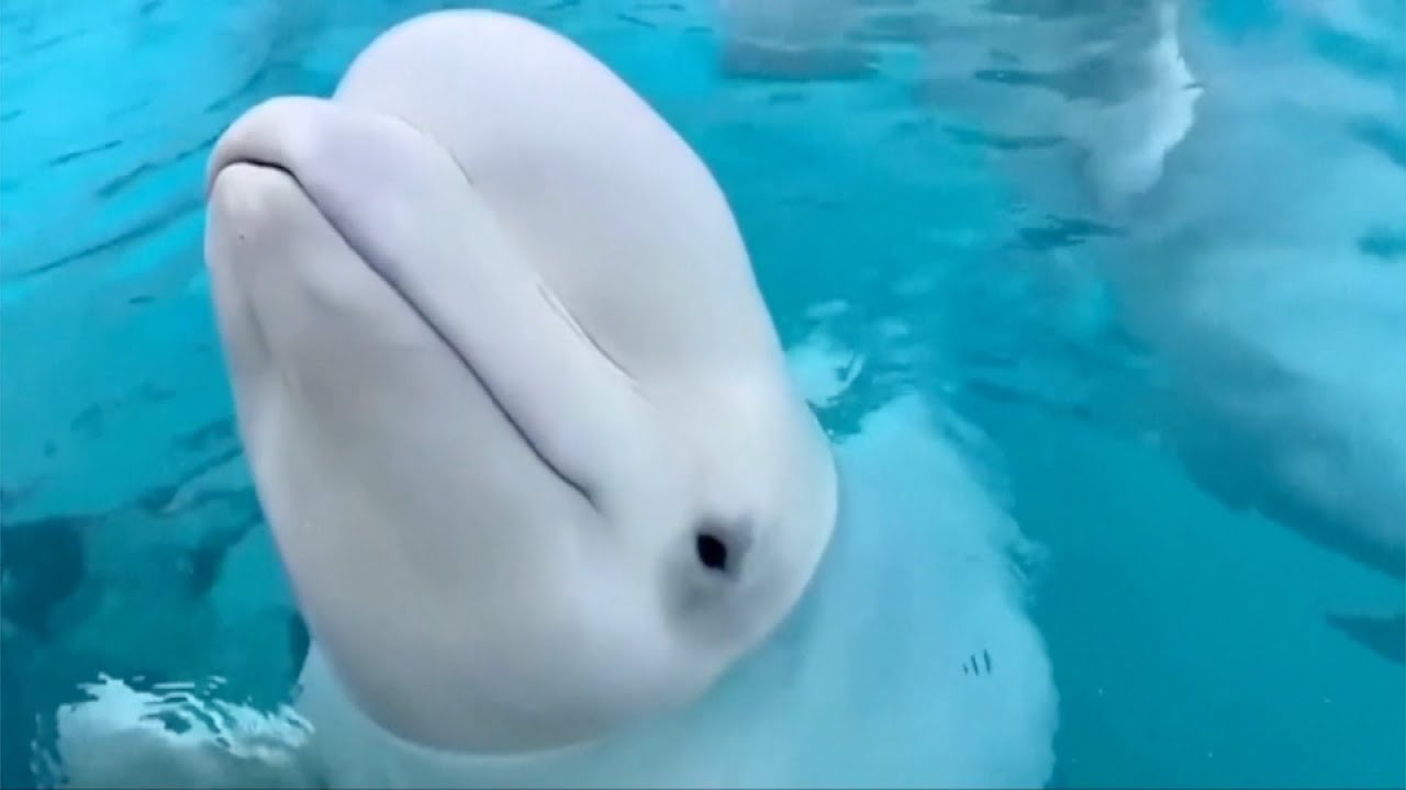Potential solution emerges for a number of the beluga whales at shuttered Marineland in Ontario