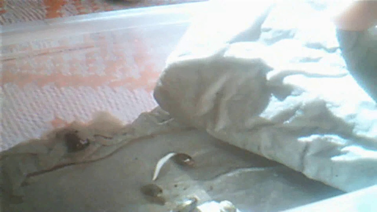 Germinando minha 1 semente de prenseeds (cannabis)