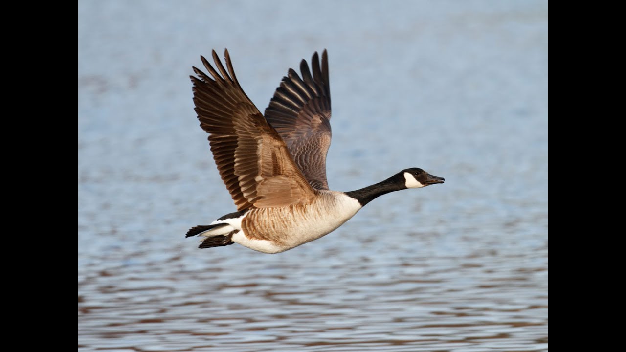 SPLASHING A GOOSE!!!
