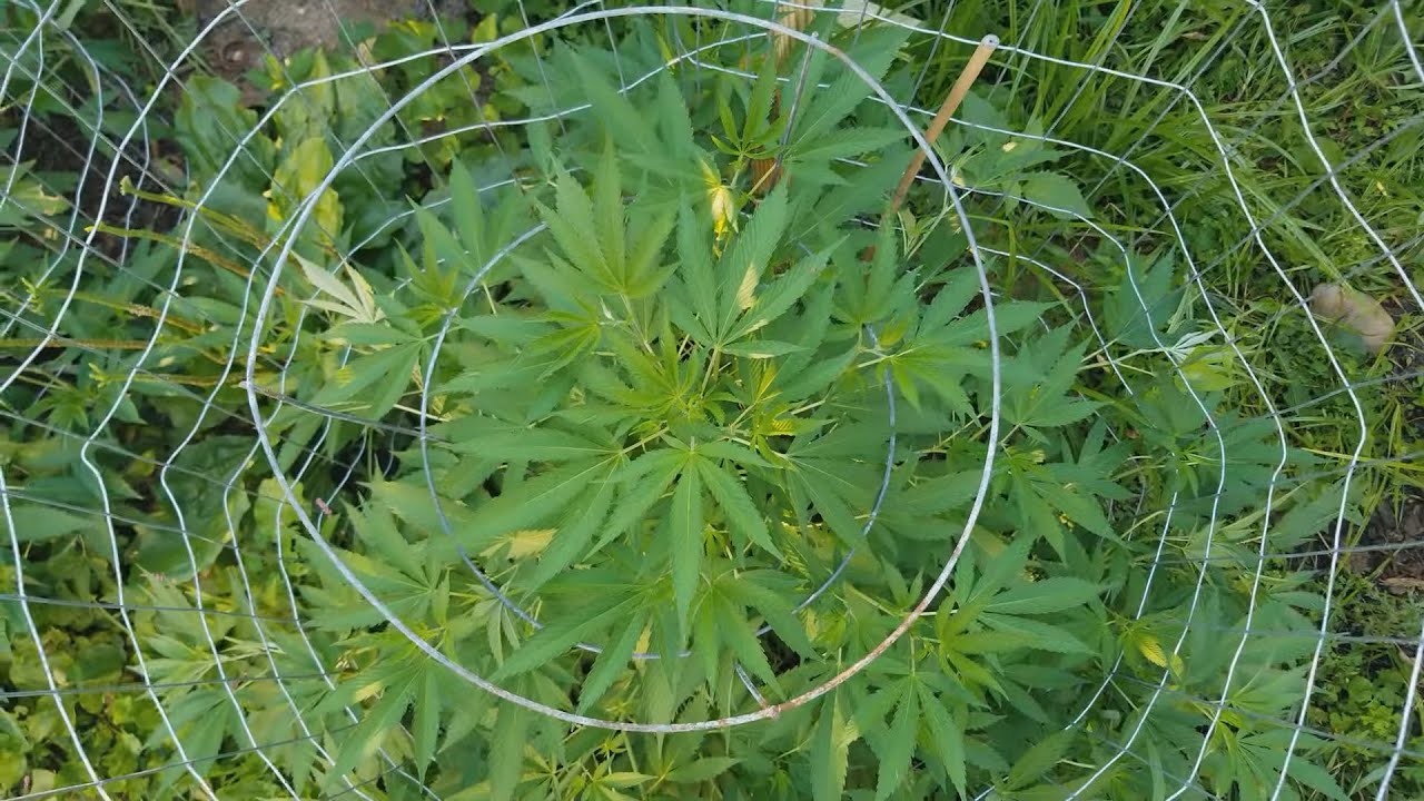 2020 Outdoor Cannabis Garden Tour  |  Garden Update [#03]  -  July 3