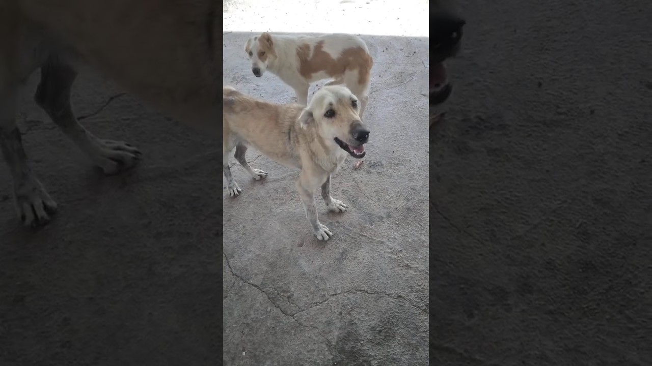 "Injured Stray Dog Healing with Care 🐕❤️ | Stray Dog Rescue & Recovery"😻