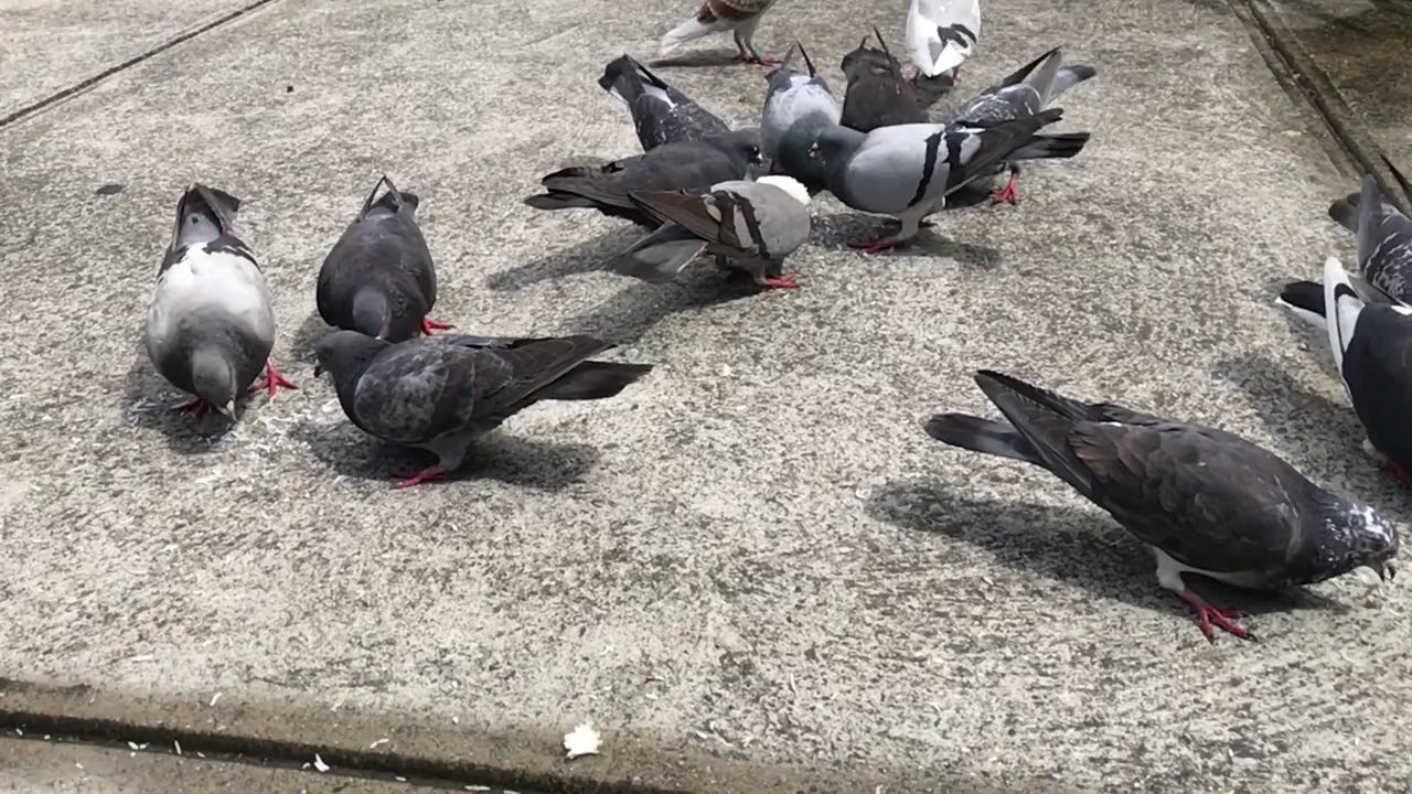 Slow motion Pigeon feeding on rice YouTube