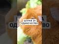 ШТРАФ ЗА ОДИНОЧЕСТВО!!! #ядрознаний #факты #животные #морскиесвинки #закон
