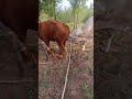 Daily life diary of a rural cattle farmer #121