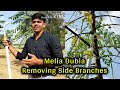 Melia Dubia Prunning | Melia Dubia Farming