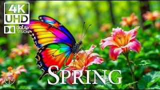 Symphony of Insects - 4K Beautiful Butterfly Films with Relaxing Music, Soothing Melodies
