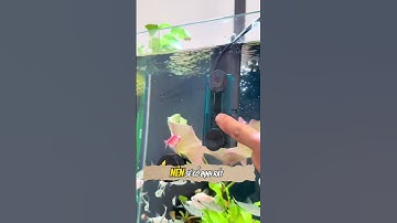 Lọc váng xoay cherlam thế hệ mới - Thủy Sinh 4U