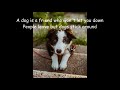 &quot;A Dog Is A Friend&quot; -  A Great Song For Pet Lovers !