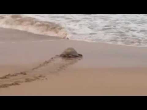 turtle beach stealth 450 Olive ridley sea turtle returns to the sea | Leatherback Trust
