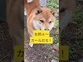 レオくん呼んでみたら💧