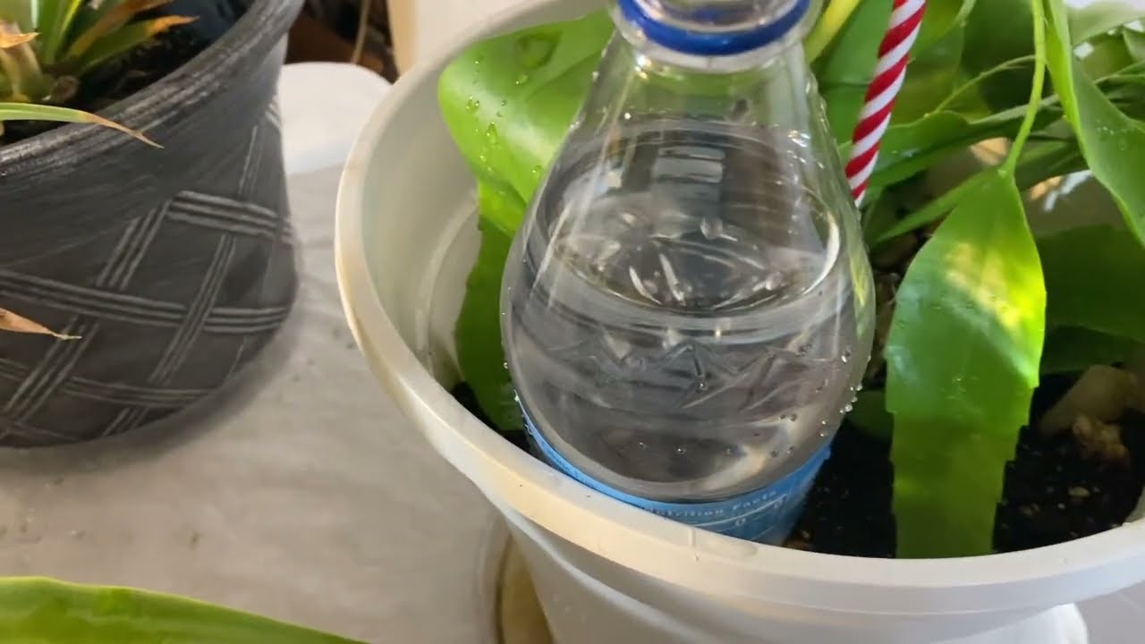 Watering Plants On Vacation