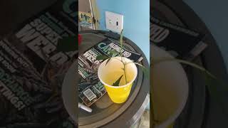 2019 Outdoor Grow "Neptune Seed's By Breeder 42 Update & How To Video On Cloning, Cannabis Cuttings"