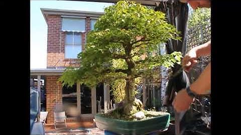 How to defoliate a bonsai - Bonsai defoliation of a trident maple - Melbourne Spring 2018