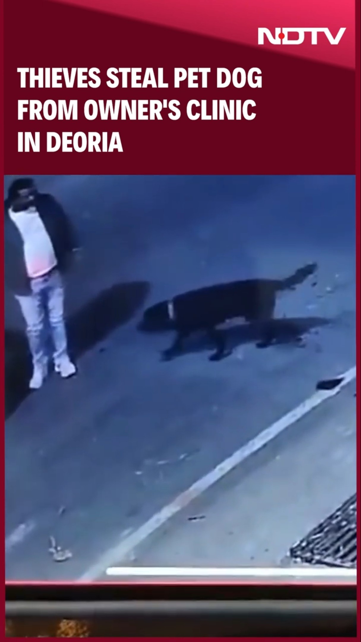 Uttar Pradesh News | Thieves Steal Pet Dog From Owner's Clinic In Deoria