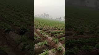 pindawale villagelife farming youtubevideo viral 