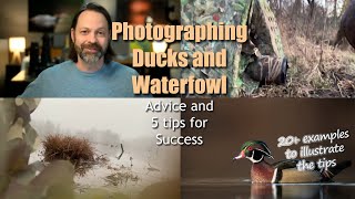 Photographing Ducks and Waterfowl, 5 Wildlife Tips