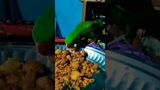 mithu namkin vlogs 🦜🤤#shorts #birds #parrot #food #love #vairalvideo #talkingparot @ParrotX2