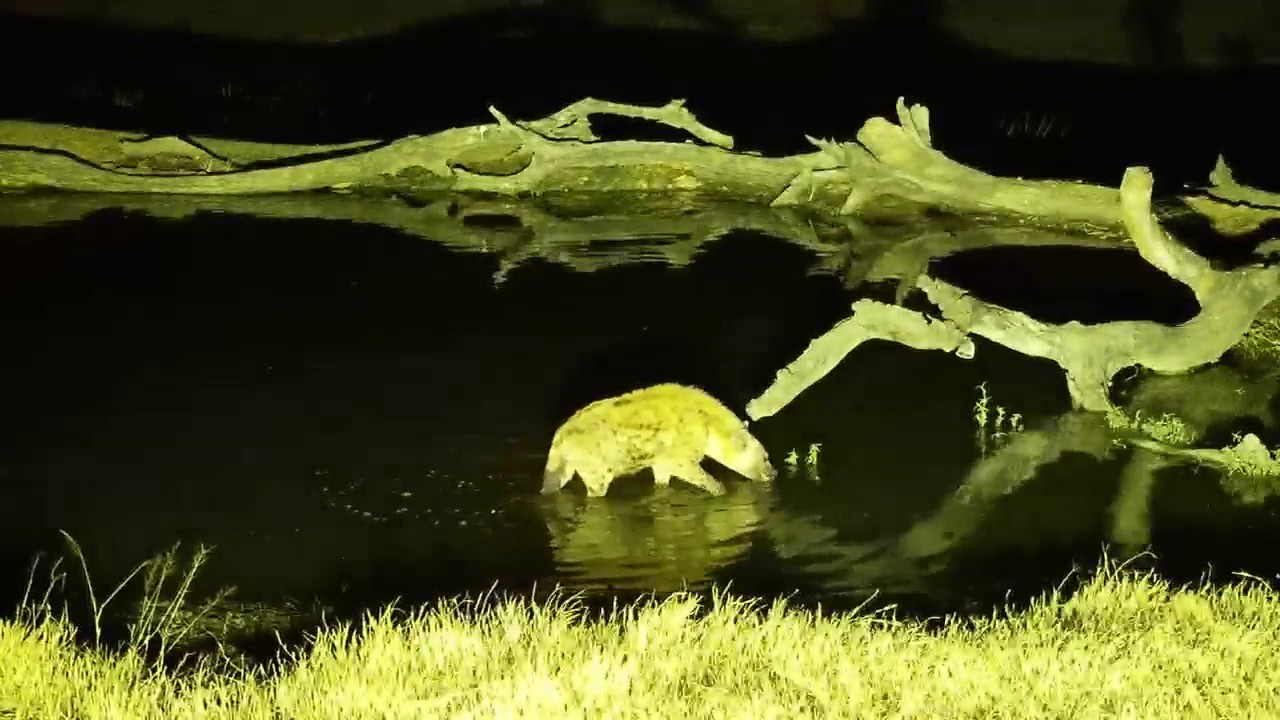 camera iphone 8 plus apk Djuma: Lone Hyena gets a quick sip and dip - 18:13 - 06/30/19