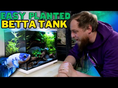 Setting Up a Natural Betta Aquarium! Step by step guide.