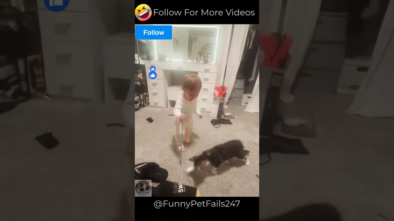 Hilarious Cat Plays With Baby Toy 😹 | 