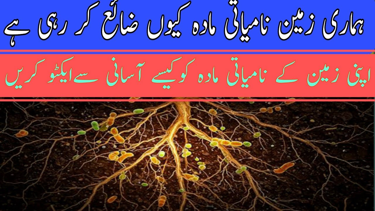 Improve Your's Soil Organic Matter | زمینی نامیاتی مادے کی اہمیت