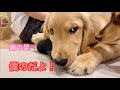 姉の足が好きすぎて、他の犬達に取られないように必死に護るゴルパピだいふく【ゴールデンレトリバーとミニチュアダックスフンド】