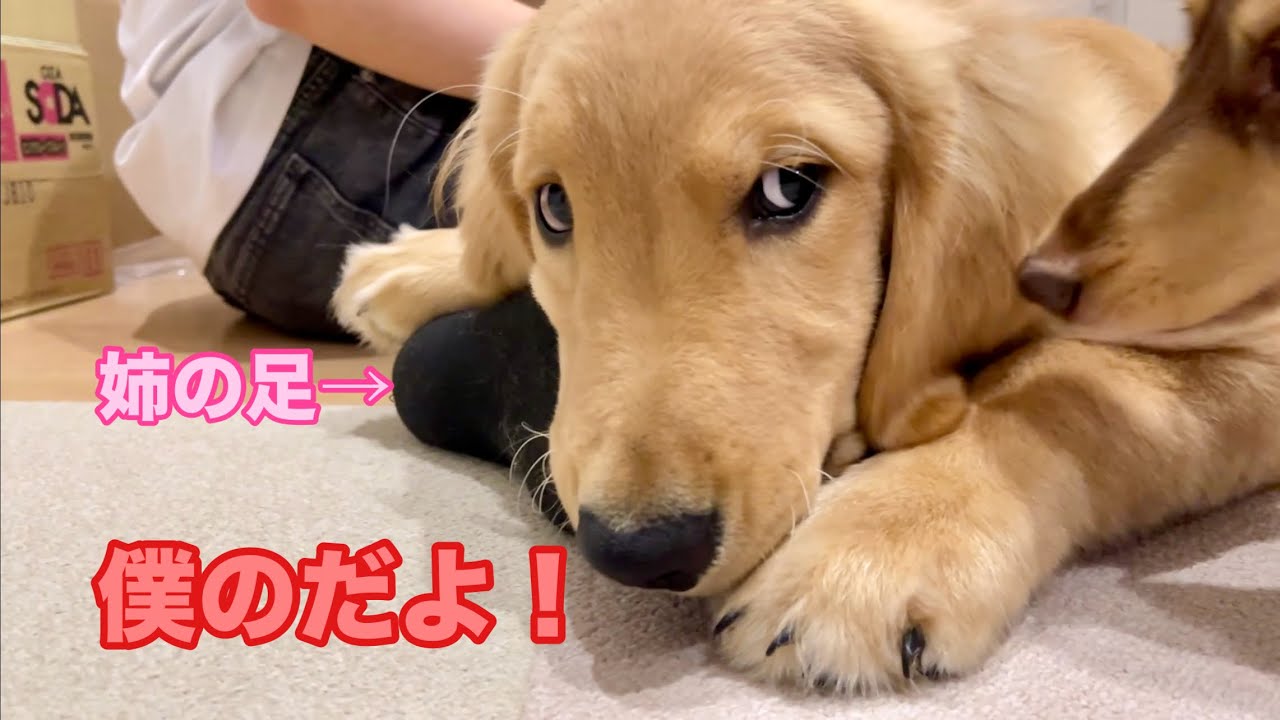 ゴールデンレトリバー Golden Retriever and Miniature Dachshund] - YouTube
