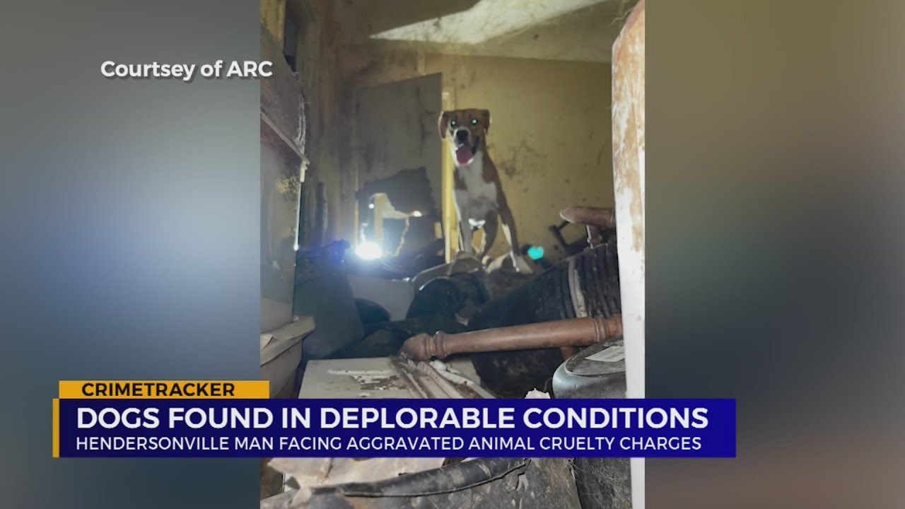 VIDEO: Tennessee man charged with animal cruelty after 9 dogs found in ...