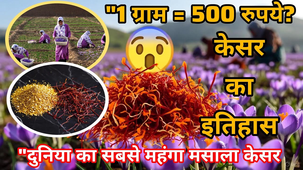 केसर की इतिहास | दुनिया का सबसे महंगा मसाला कैसे बना? | Saffron History in Hindi | 