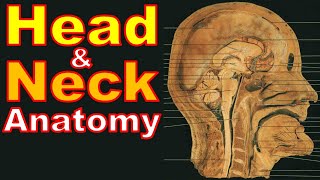 The Whole Story of Head & Neck | كلية الطب - مادة التشريح - كل ما تحتاجه هو هذا الملف