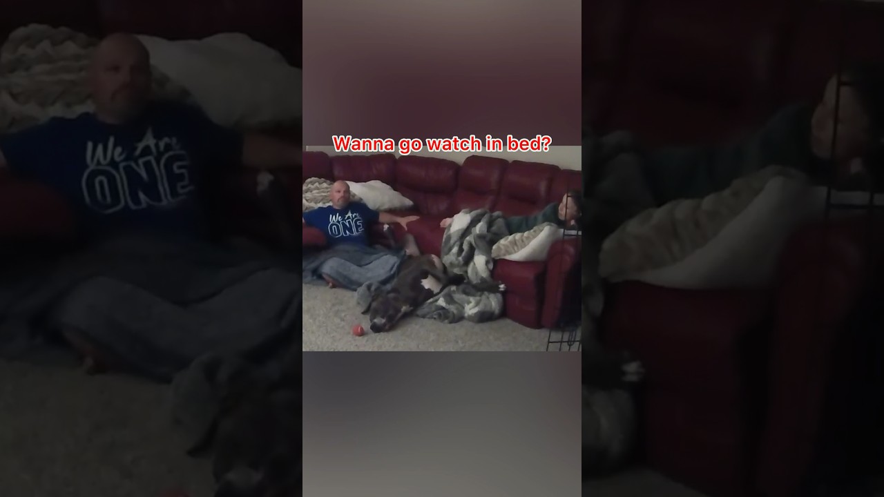 Great Dane Moose CAN’T WAIT For Bedtime 😂 