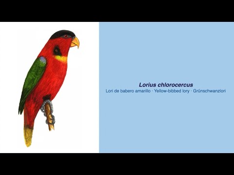 350 Parrot Species - #37 Lorius chlorocerus Lori