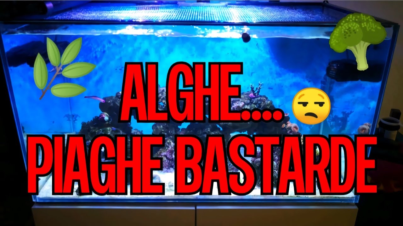 Alghe nel mio Acquario Marino - Valonia, Derbesia, Bryopsis - YouTube