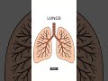 How Your Lungs Work