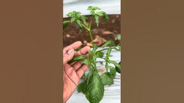 cara mengatasi daun keriting pada tanaman cabe #berkebun #teknikpertanian #anaktanibt