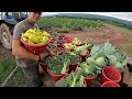 VEGETABLE FARMING IN AMERICA