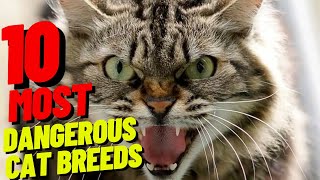 The Top 10 Most Dangerous Cat Breeds in the World!