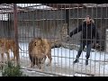 Man in a cage with Lions