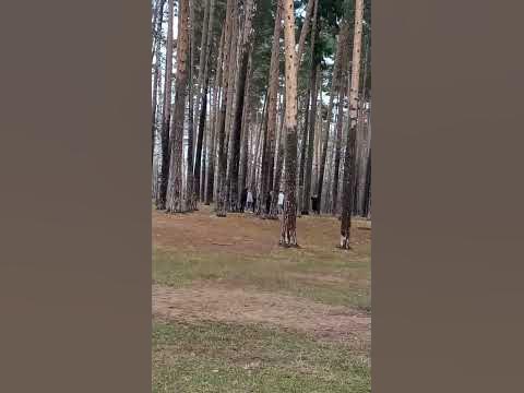 Погода. Сосновый бор. - YouTube