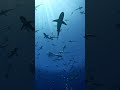 GoPro | Surrounded by Hundreds of Sharks 🎬 Joshua Shankle #Shorts