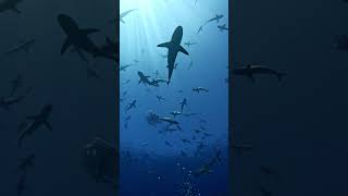 Gopro | Surrounded By Hundreds Of Sharks 🎬 Joshua Shankle #Shorts