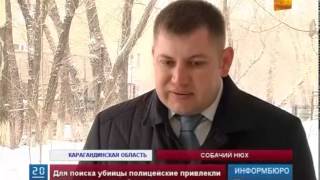 В Темиртау собака помогла раскрыть двойное убийство В Темиртау собака помогла раскрыть двойное убийство