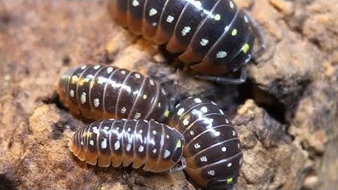 Armadillidium klugii Isopod Care Guide