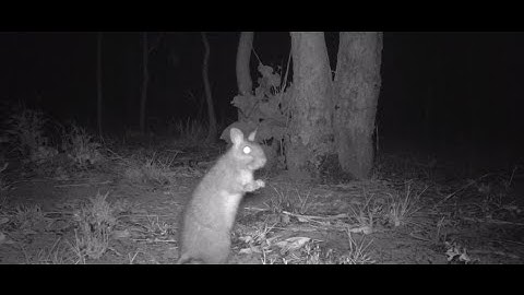 How to set up a camera trap for wildlife surveys